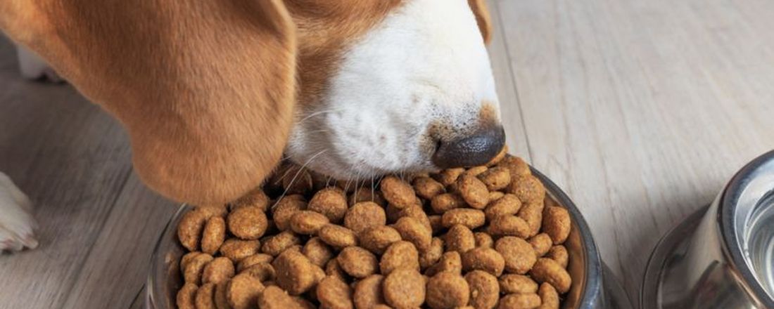 Interpretação nutricional dos alimentos comerciais de cães e gatos