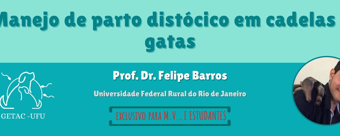 Manejo do parto distócico em cadelas e gatas