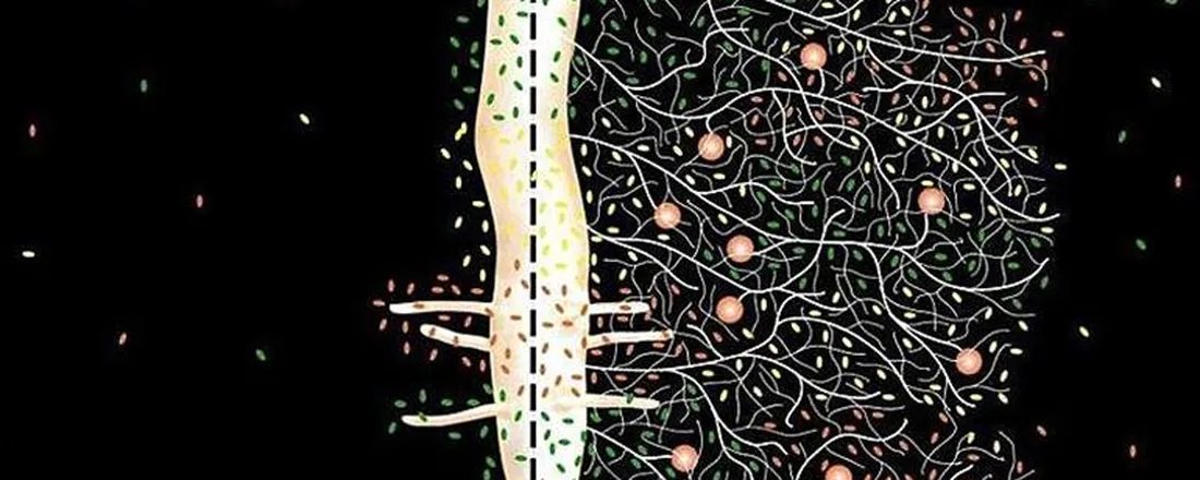Micorrizas arbusculares: da ecologia à aplicação no semiárido