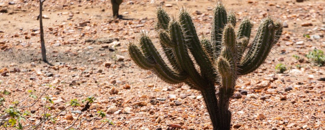 REVERDECER: SEMINÁRIO REGIONAL DE DIVERSIDADE SOBRE A CAATINGA