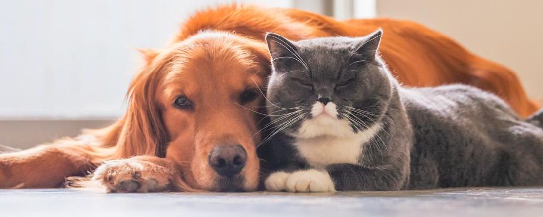 Desmistificando o sistema endocanabinoide na veterinária