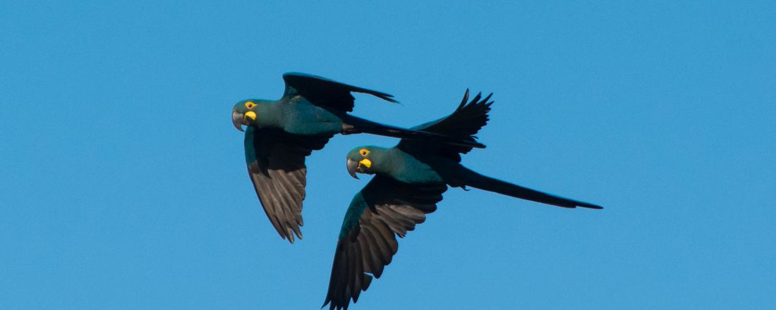 Concurso de Fotografia '' A Caatinga através das lentes'' - CEMAFAUNA