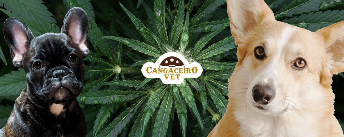 TREINAMENTO VETERINÁRIO INTERNACIONAL EM CANNABIS MEDICINAL