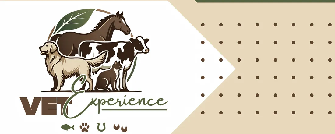 Workshop Vet Experience