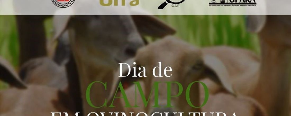 Dia de Campo em Ovinocultura