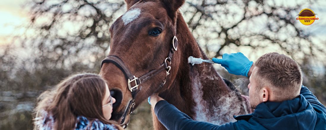 TREINAMENTO: DESVENDANDO OS SEGREDOS DA MEDICINA VETERINÁRIA CHINESA