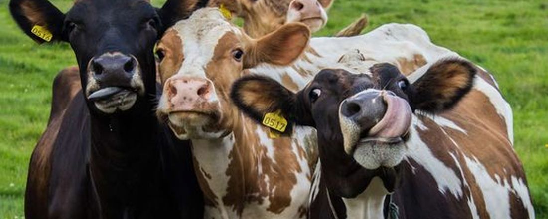 Projeto de Formação Acadêmica com ênfase no Diagnóstico Anatomopatológico de Afecções de Bovinos Leiteiros pertencentes à agricultura familiar apresenta: Intoxicação por Nitrato/nitrito e Plantas Cianogênicas  com o Profº Dr.  Ricardo Evandro Mendes