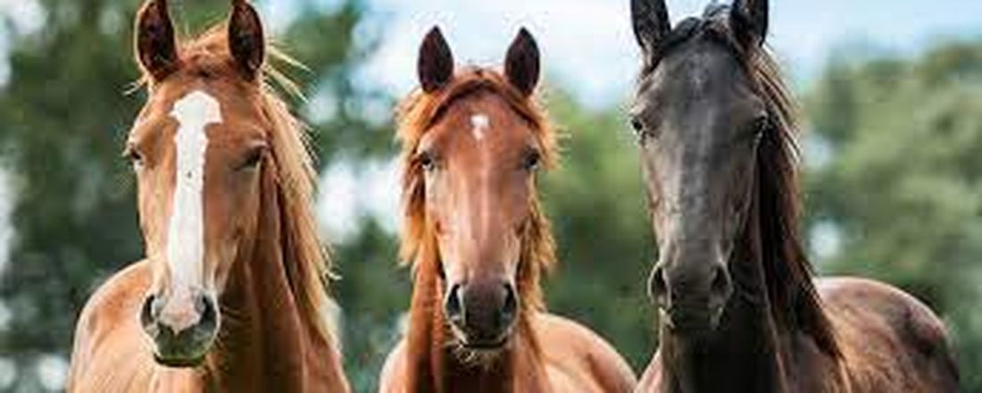 Sustentabilidade e Bem-estar nos Esportes Equestres