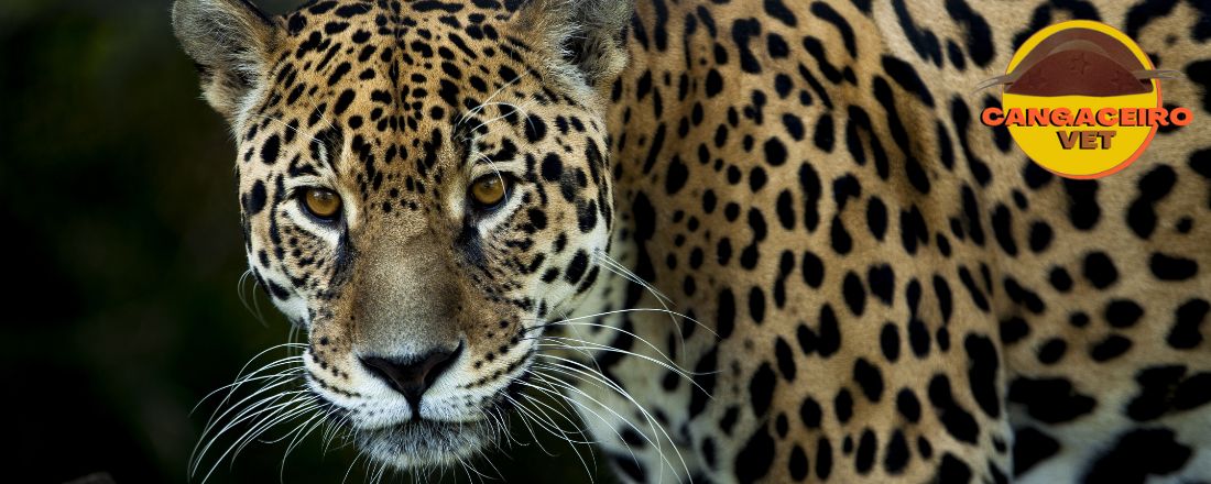 TREINAMENTO EM MEDICINA INTEGRATIVA EM ANIMAIS SILVESTRES