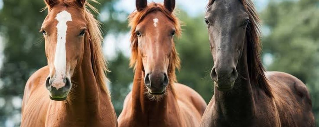 CURSO DE INICIAÇÃO SOBRE ASPECTOS DO MANEJO REPRODUTIVO DE EQUINOS