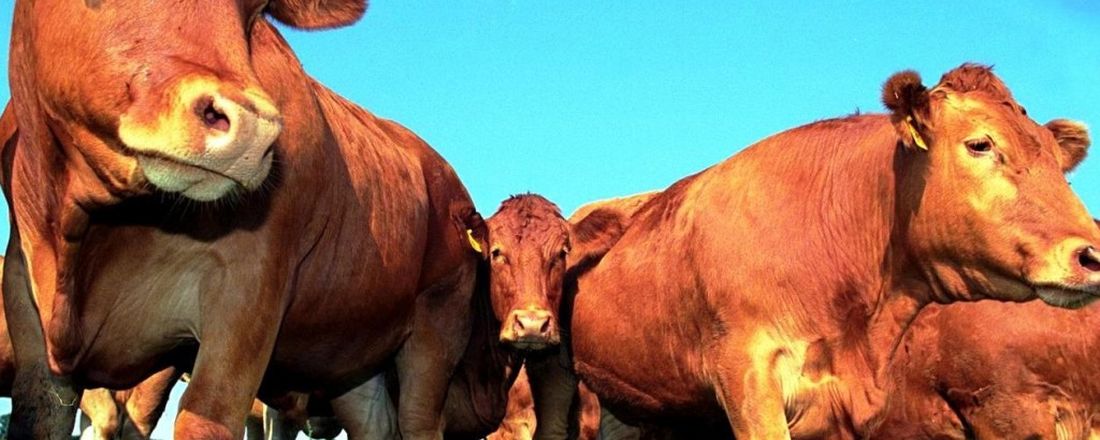 1ª Visita Técnica - Medicina Veterinária Uni-ANHANGUERA