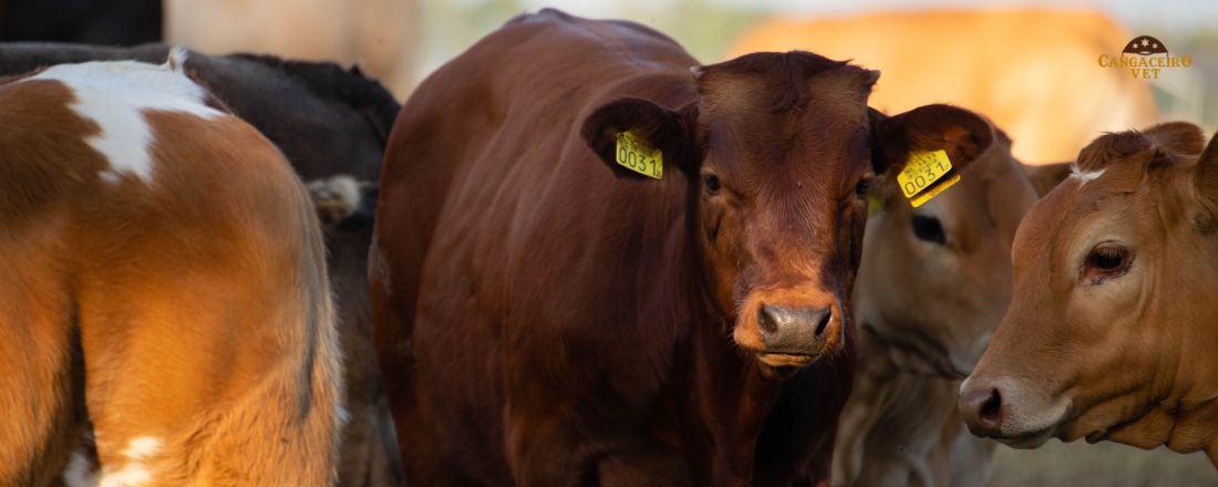 SUPER COMBO VETERINÁRIO DE VIGILÂNCIA E NOTIFICAÇÃO DE ZOONOSES