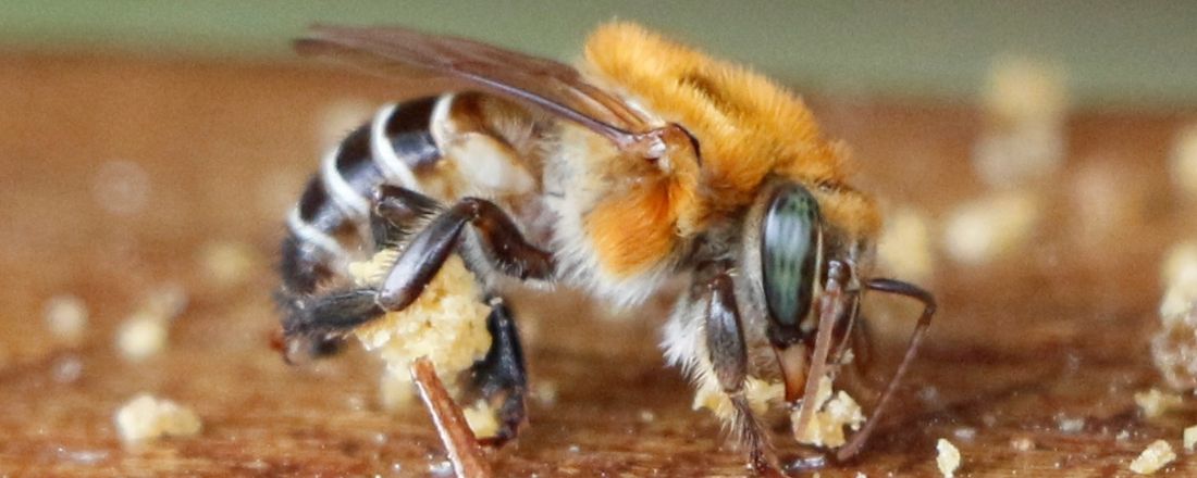 Exposição Bee Alive - Meliponif