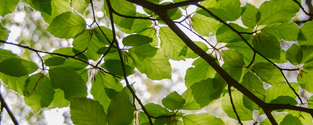 Webinários em Fisiologia Vegetal - 3º encontro