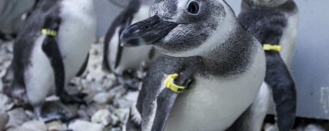 Reabilitação em Pinguins